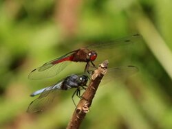 Closeup Dragonfly Stock Footage