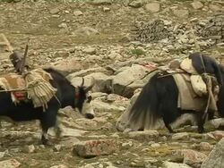 Block Shot Yaks Walking Lhasa Tibet China Stock Footage