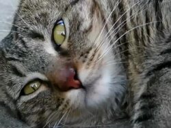 Sleepy Kitty Cat Stock Footage