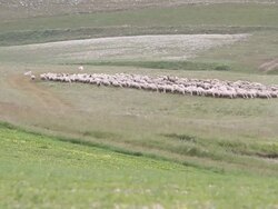 Flock of Sheep Grazing and Moving on a Field Stock Footage