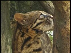 Wild cats of the Americas being studied in Brazil Instructional Video