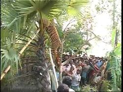 Villagers chase and tranquilise pregnant tigress that strayed into village Instructional Video