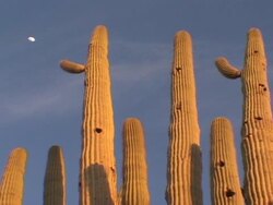 Saguaro Cactus and Moon Stock Footage