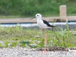 Black Winged Stilt Stock Footage