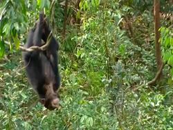 MWA zooming in to MS, Chimpanzee hangs upside down and swings on vine, gradually moves down then jumps off end Stock Footage