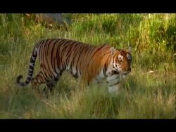 Tiger (Panthera tigris) wearing radio collar, Nagarahole, Southern India Stock Footage