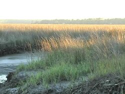creek grass Stock Footage