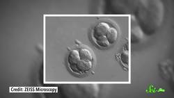 How Does IVF Make Babies? Instructional Video