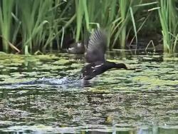MS SLO MO TS Common Moorhen or European Moorhen, gallinula chloropus and Taking off in pond  / Vieux Pont, Normandy, France Stock Footage