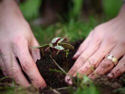 Planting a tree Stock Footage