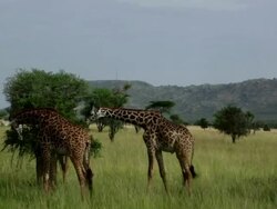 3 Maasai Giraffes  (Giraffa camelopardalis tippelskirchi) eating Acacia tree Stock Footage
