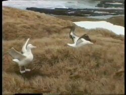 MS Albatross taking off from land, Antarctica Stock Footage