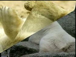 Knut retires from limelight News Clip