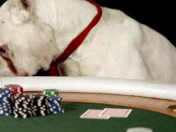 HD DOLLY: Dog Leaving A Poker Table Stock Footage