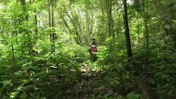 Volunteer rangers protect forest from illegal loggers News Clip