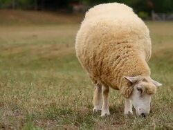 Grazing sheep close up Stock Footage