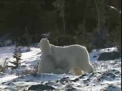 Polar bears (Ursus maritimus) play fighting, near Churchill, Manitoba, Canada Stock Footage