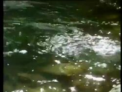 CU Sunlight glistening on water, zoom out to MS woodland stream Stock Footage
