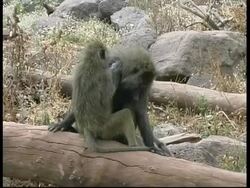 MS Baboon sitting on log grooming male baboon, turn and looks to camera, Maniara lake, Tanzania Stock Footage