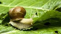 Walk on the leaf Stock Footage
