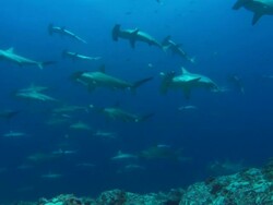 Hammerhead swim by, Costa Rica, Pacific Ocean Stock Footage