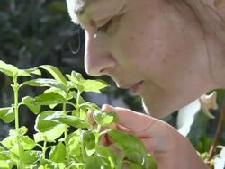 CU Shot of Woman smelling basil leaves ( Ocimum ) / Landshut, Bavaria, Germany Stock Footage