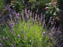 Lavender Stock Footage