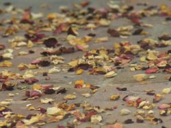 Woman walking on petals on path, Cape Town South Africa Stock Footage