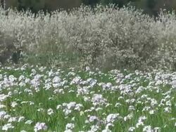 MS View of cuckoo flowers field / Kastel-Staadt, Rhineland-Palatinate, Germany Stock Footage