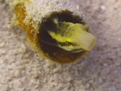 Sabretooth Blenny Stock Footage