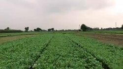 Cauliflower Sprouts ready for plantation Stock Footage