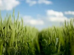 Wheat field Stock Footage