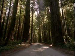 Forest road, large trees, dappled sunlight, Redwoods national park, California, USA Stock Footage