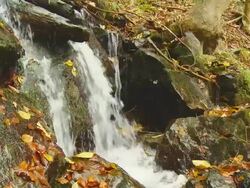 HD: Forest Creek In Autumn Stock Footage