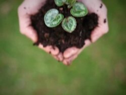Holding a plant Stock Footage