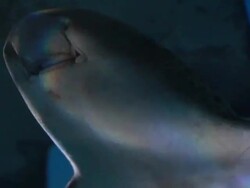 Close up of Shark head Stock Footage