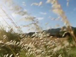 Spikes, wind and hot summer sunset Stock Footage