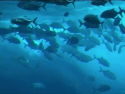 Dubai Stock Shots News Clip