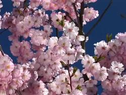 HD: Pink blossoms Stock Footage