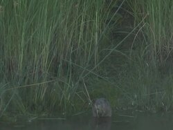 River rat 18  1080/60i Stock Footage