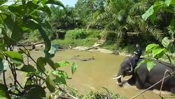 CLEAN : Elephant patrols seek to protect Indonesias rainforests News Clip