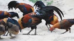 HD : chicken Eating Food Stock Footage