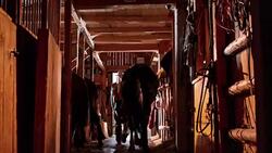 DS Cowgirl leading her horse out of stable Stock Footage