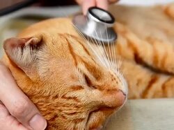 Doctor examining a cat Stock Footage