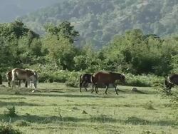 MS PAN Herd of horses roaming and grazing / Kerkini, Serres, Greece Stock Footage