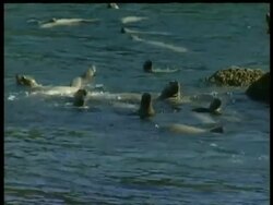 MS group of sea lions at play near rocks, Arctic Circle Stock Footage