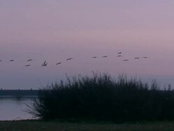 Flock of European Cranes (Grus grus) flying over wetland at dawn, and a couple land, Dehesa, Extremadura, Spain Stock Footage