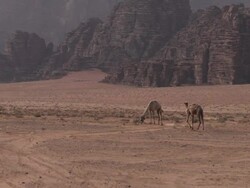 WS View two camel grazing and rock mountain / Wadi Rum, Jordan Stock Footage