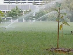 Watering plant Stock Footage