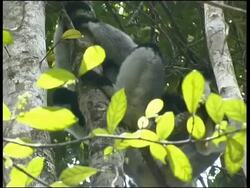 Indri, Indri indri,  Andasibe ( Perinet ) Stock Footage